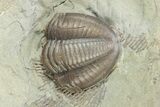 Plate of Partial Trilobite (Kaskia) Fossils - Illinois #251245-4